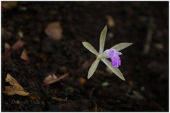 Nervilia crociformis